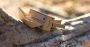 Danbo